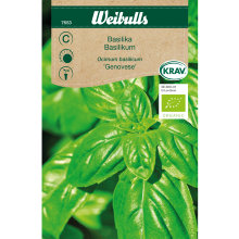 Basilikum 'Genovese' økologisk